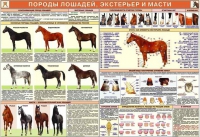 Комплект плакатов "Служебное коневодство" - «globural.ru» - Тольятти