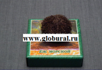 Сухой препарат "Еж морской" - «globural.ru» - Тольятти