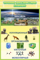 Стенд "Уровни организации живого" - «globural.ru» - Тольятти