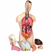 Торс человека разборный (42 см.) - «globural.ru» - Тольятти