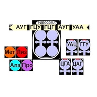 Модель-аппликация "Биосинтез белка" (ламинированная) - «globural.ru» - Тольятти