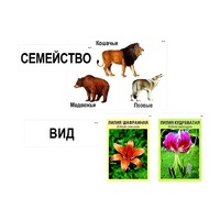 Модель-аппликация "Классификация растений и животных" (ламинированная) - «globural.ru» - Тольятти