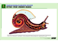 Рельефная таблица "Внутреннее строение брюхоногого моллюска" (формат А1, матовое ламинир.) - «globural.ru» - Тольятти