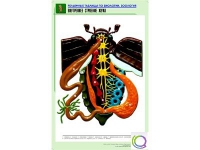 Рельефная таблица "Внутреннее строение жука" (формат А1, матовое ламинир.) - «globural.ru» - Тольятти