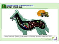 Рельефная таблица "Внутреннее строение собаки" (формат А1, матовое ламинир.) - «globural.ru» - Тольятти