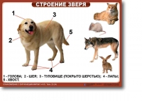 Ознакомление с окружающим миром. 1-4 класс. Комплект таблиц. Наглядные пособия для начальной школы, учебные пособия - «globural.ru» - Тольятти