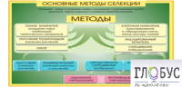 Стенд "Методы селекции и биотехнологии" - «globural.ru» - Тольятти