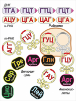Модель-аппликация Биосинтез белка - «globural.ru» - Тольятти