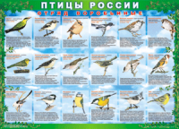 Таблица Птицы России из  4 листов в комплекте 1000*1400 винил	 - «globural.ru» - Тольятти