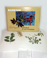 Гербарий Деревья и кустарники (20 видов) - «globural.ru» - Тольятти