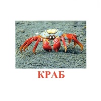 Карточки Домана "Подводный мир" - «globural.ru» - Тольятти