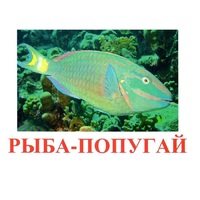 Карточки Домана "Рыбы" - «globural.ru» - Тольятти