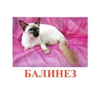 Карточки Домана "Породы кошек" - «globural.ru» - Тольятти
