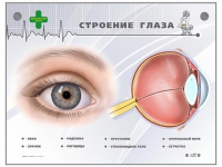 Интерактивный стенд "Строение глаза" - «globural.ru» - Тольятти