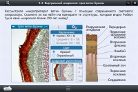 Интерактивные курсы. Биология 5 класс. Базовый  - «globural.ru» - Тольятти