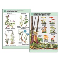 Комплект таблиц для начальной школы "Окружающий мир. Грибы. Растительный мир" - «globural.ru» - Тольятти