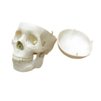 Модель "Череп человека" - «globural.ru» - Тольятти