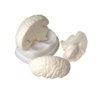 Модель мозга в разрезе - «globural.ru» - Тольятти