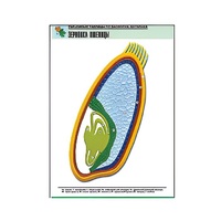 Рельефная таблица "Зерновка пшеницы" (формат А1, матовое ламинир.) - «globural.ru» - Тольятти