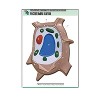 Рельефная таблица "Растительная клетка" (формат А1, матовое ламинир.) - «globural.ru» - Тольятти