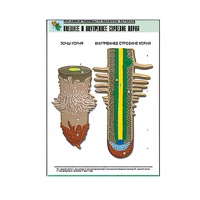 Рельефная таблица "Внешнее и внутреннее строение корня" (формат А1, матовое ламинир.) - «globural.ru» - Тольятти