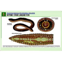 Рельефная таблица "Внутреннее строение дождевого червя" (формат А1, матовое ламинир.) - «globural.ru» - Тольятти