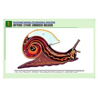 Рельефная таблица "Внутреннее строение брюхоногого моллюска" (формат А1, матовое ламинир.) - «globural.ru» - Тольятти