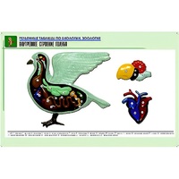 Рельефная таблица "Внутреннее строение голубя" (формат А1, матовое ламинир.) - «globural.ru» - Тольятти