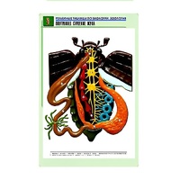 Рельефная таблица "Внутреннее строение жука" (формат А1, матовое ламинир.) - «globural.ru» - Тольятти