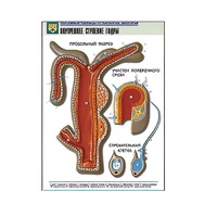 Рельефная таблица "Внутреннее строение гидры" (формат А1, матовое ламинир.) - «globural.ru» - Тольятти