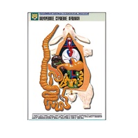 Рельефная таблица "Внутреннее строение кролика" (формат А1, матовое ламинир.) - «globural.ru» - Тольятти