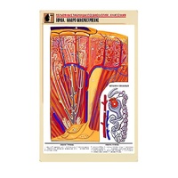 Рельефная таблица "Почка. Макро-микростроение" - «globural.ru» - Тольятти