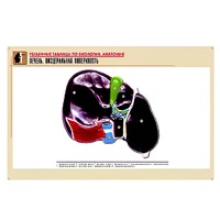 Рельефная таблица "Печень. Висцеральная поверхность" (формат А1, матовое ламинир.) - «globural.ru» - Тольятти