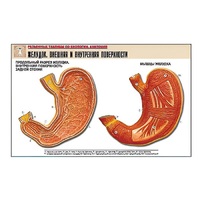 Рельефная таблица "Желудок. Внешняя и внутренняя поверхности" (формат А1, матовое ламинир.) - «globural.ru» - Тольятти