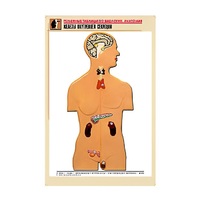 Рельефная таблица "Железы внутренней секреции" (формат А1, матовое ламинир.) - «globural.ru» - Тольятти