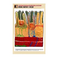 Рельефная таблица "Ворсинка кишечная с сосудом" (формат А1, матовое ламинир.) - «globural.ru» - Тольятти