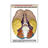 Рельефная таблица "Доли и извилины нижней поверхности полушарий головного мозга" - «globural.ru» - Тольятти