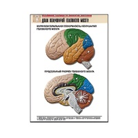 Рельефная таблица "Доли полушарий головного мозга" - «globural.ru» - Тольятти