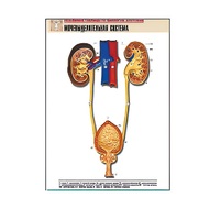 Рельефная таблица "Мочевыделительная система" (формат А1, матовое ламинир.) - «globural.ru» - Тольятти