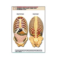 Рельефная таблица "Расположение органов грудной и брюшной полостей по отношению к скелету"(формат А1, лам.) - «globural.ru» - Тольятти
