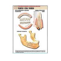 Рельефная таблица "Челюсти и зубы человека" (формат А1, матовое ламинир.) - «globural.ru» - Тольятти