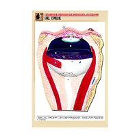 Рельефная таблица "Глаз. Строение" (формат А1, матовое ламинир.) - «globural.ru» - Тольятти