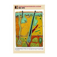 Рельефная таблица "Кожа. Разрез" (формат А1, матовое ламинир.) - «globural.ru» - Тольятти