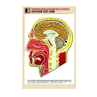 Рельефная таблица "Сагиттальный разрез головы" (формат А1, матовое ламинир.) - «globural.ru» - Тольятти