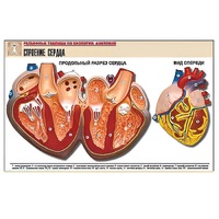 Рельефная таблица "Строение сердца" (формат А1, матовое ламинир.) - «globural.ru» - Тольятти