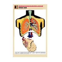 Рельефная таблица "Строение легких" (формат А1, матовое ламинир.) - «globural.ru» - Тольятти