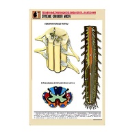 Рельефная таблица "Строение спинного мозга " (формат А1, матовое ламинир.) - «globural.ru» - Тольятти