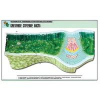 Рельефная таблица "Клеточное строение листа" (формат А1, матовое ламинир.) - «globural.ru» - Тольятти