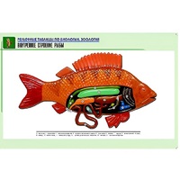 Рельефная таблица "Внутреннее строение рыбы" (формат А1, матовое ламинир.) - «globural.ru» - Тольятти