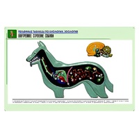 Рельефная таблица "Внутреннее строение собаки" (формат А1, матовое ламинир.) - «globural.ru» - Тольятти